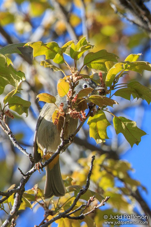 Colima Warbler, Big Bend National Park, Texas, United States